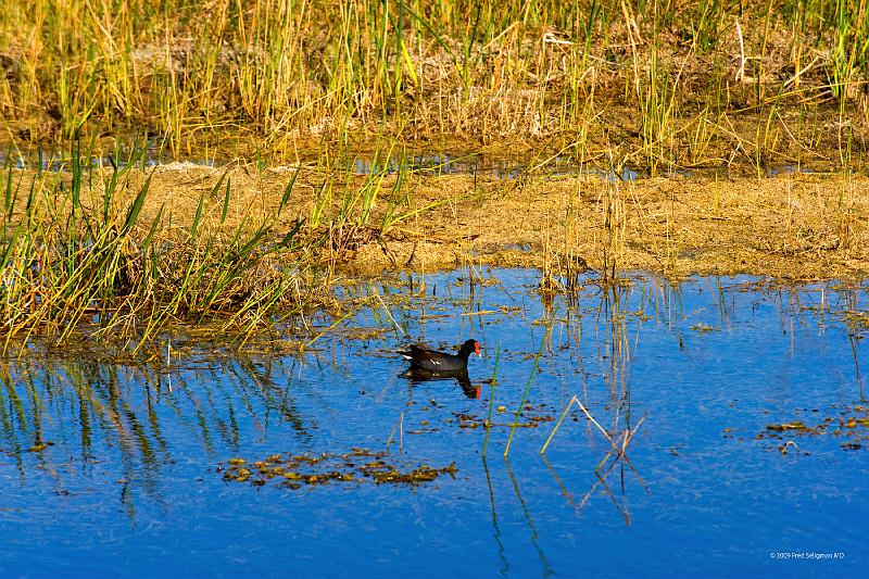 20090220_162141 D3 P1 5100x3400 srgb.jpg - Loxahatchee National Wildlife Preserve